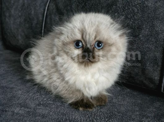 Top Kafa Longhair Güzellik