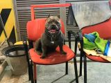 A Kalite Exotic Bully