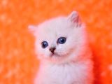 Masmavi Ns1133 British Shorthair