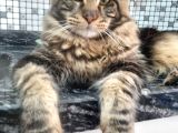 Maine Coon Oğlumuza Gelin Arıyoruz