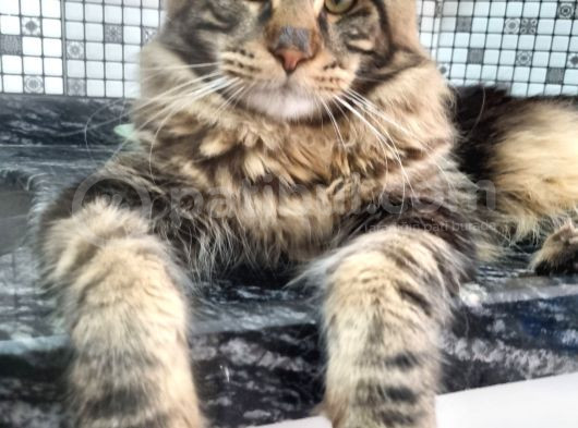 Maine Coon Oğlumuza Gelin Arıyoruz görsel
