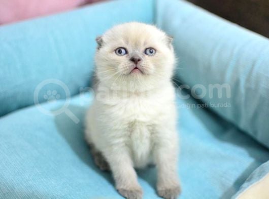 Pamuk Tüylü Blue Point Scottish Fold Yavrumuz görsel