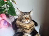 Maine Coon oğlumuza gelin arıyoruz