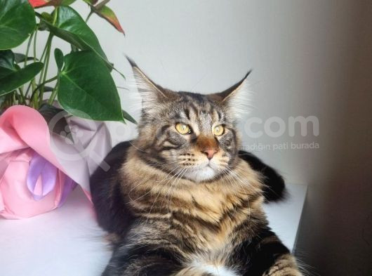 Maine Coon Oğlumuza Gelin Arıyoruz