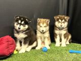 Kutuplardan Esen Soğuk Güzellik Alaskan Malamute Yavruları