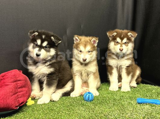 Kutuplardan Esen Soğuk Güzellik Alaskan Malamute Yavruları görsel