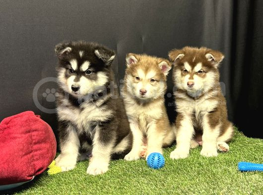 Kutuplardan Gelen Güzellik Alaskan Malamute Yavruları görsel