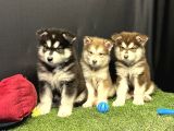 Kutuplardan Esen Soğuk Güzellik Alaskan Malamute Yavruları