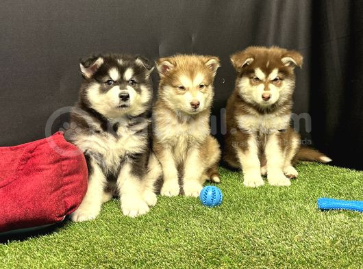 Kutuplardan Gelen Güzellik Alaskan Malamute Yavruları