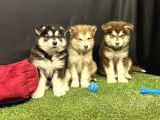 Kutuplardan Esen Soğuk Güzellik Alaskan Malamute Yavruları