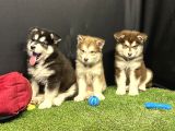 Kutuplardan Esen Soğuk Güzellik Alaskan Malamute Yavruları