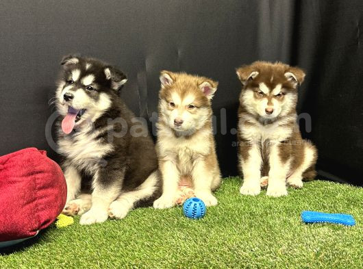 Kutuplardan Esen Soğuk Güzellik Alaskan Malamute Yavruları görsel