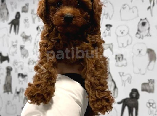 Tooy Poodle Cinsi Yavrular Dişi Erkek Mevcuttur