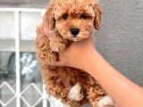 Maltipo cinsi yavrular kahve tonlu mini boy puppy