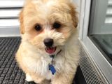 Maltipo cinsi yavrular kahve tonlu mini boy puppy