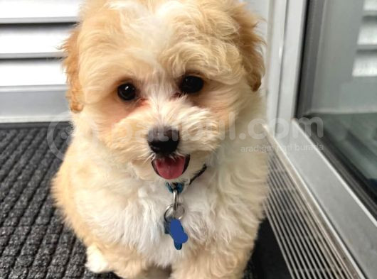 Maltipo Cinsi Yavrular Kahve Tonlu Mini Boy Puppy