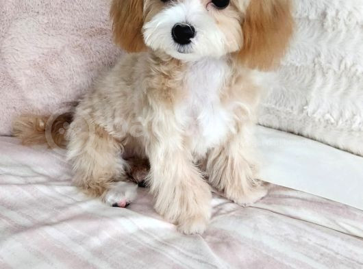 Maltipo Cinsi Yavrular Kahve Tonlu Mini Boy Puppy görsel