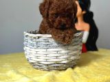 Türünün nadirlerinden toy poodle bebeklerimiz
