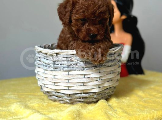 Türünün nadirlerinden toy poodle bebeklerimiz