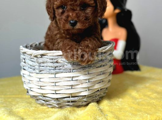 Türünün Nadirlerinden Toy Poodle Bebeklerimiz görsel