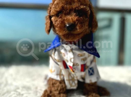 Petibör tadında toy poodle bebeklerimiz