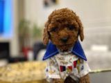 Petibör Tadında Toy Poodle Bebeklerimiz