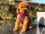 Petibör Tadında Toy Poodle Bebeklerimiz