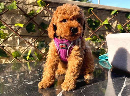 Petibör Tadında Toy Poodle Bebeklerimiz görsel