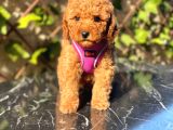 Petibör Tadında Toy Poodle Bebeklerimiz