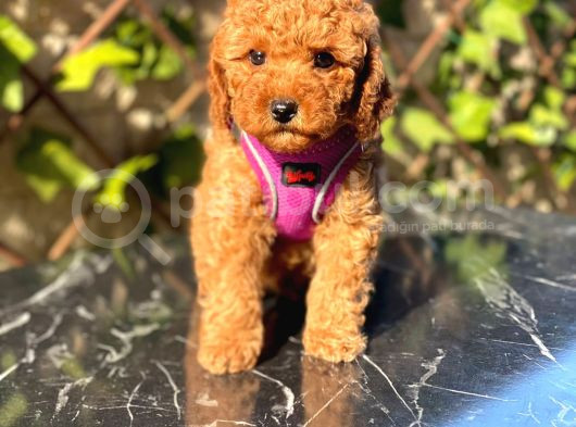 Petibör Tadında Toy Poodle Bebeklerimiz görsel
