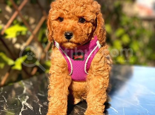 Petibör Tadında Toy Poodle Bebeklerimiz görsel