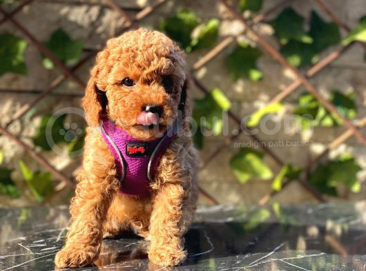 Petibör Tadında Toy Poodle Bebeklerimiz