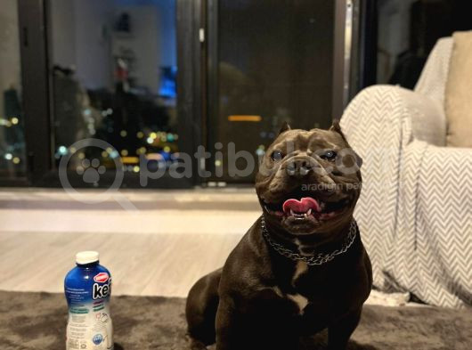 A Kalite Exotic Bully