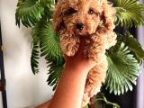 Ev ortamında yetişen toy poodle