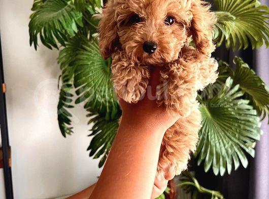 Ev Ortamında Yetişen Toy Poodle