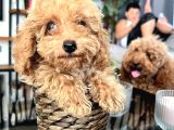 Ev Ortamında Yetişen Toy Poodle