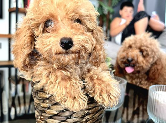 Ev Ortamında Yetişen Toy Poodle görsel