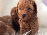 En Üst Kali̇te Toy Poodle Bebekleri̇m