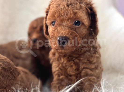 EN ÜST KALİTE TOY POODLE BEBEKLERİM