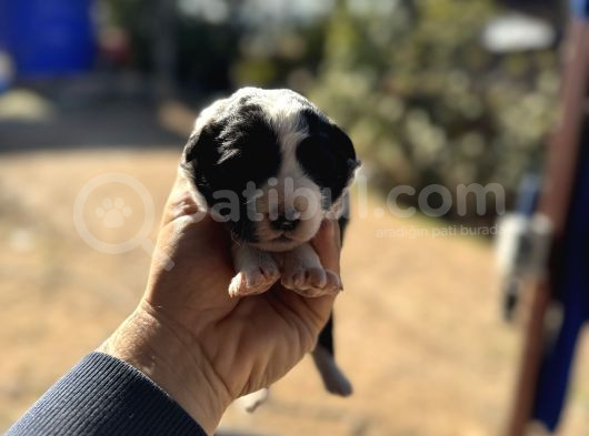Üreti̇ci̇den Uygun Fi̇yatli Her Renk Border Colli̇e Yavrulari̇ görsel