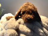 Ev Ortamında Yetişen Toy Poodle