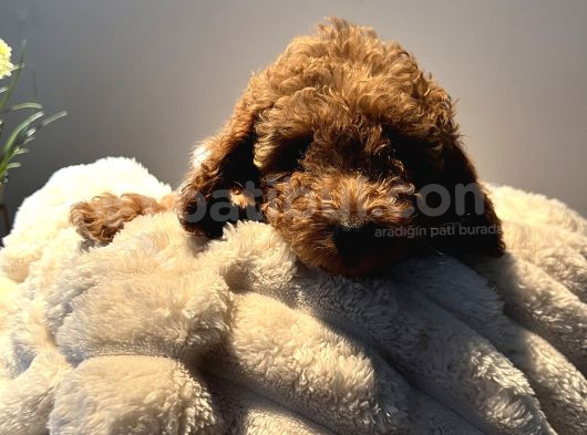 Ev Ortamında Yetişen Toy Poodle görsel