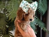 Ev Ortamında Yetişen Toy Poodle