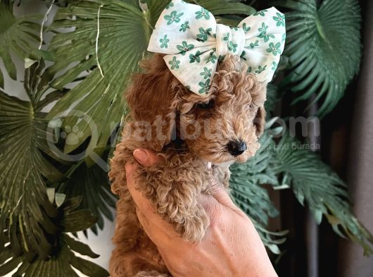 Ev Ortamında Yetişen Toy Poodle görsel
