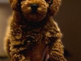 Ev Ortamında Yetişen Toy Poodle