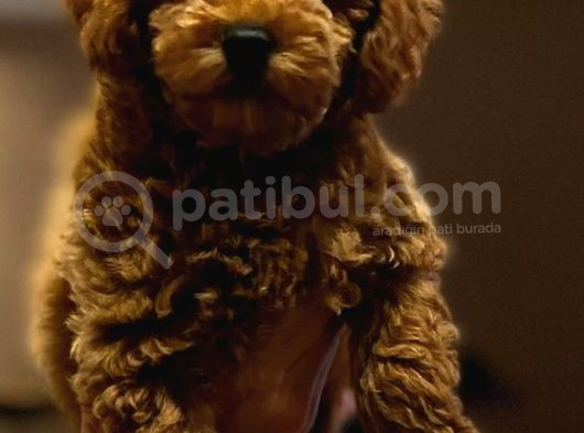 Ev Ortamında Yetişen Toy Poodle görsel
