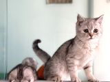 14 kedi ile ankaranın en büyügü