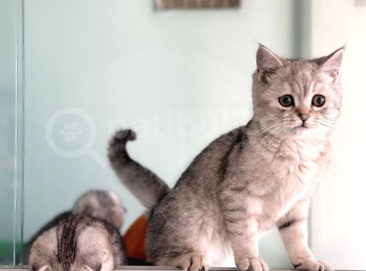 14 Kedi Ile Ankaranın En Büyügü