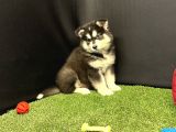 Kutuplardan Gelen Güzellik Alaskan Malamute Yavruları