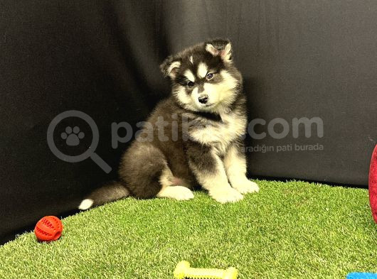 Kutuplardan Esen Soğuk Güzellik Alaskan Malamute Yavruları görsel
